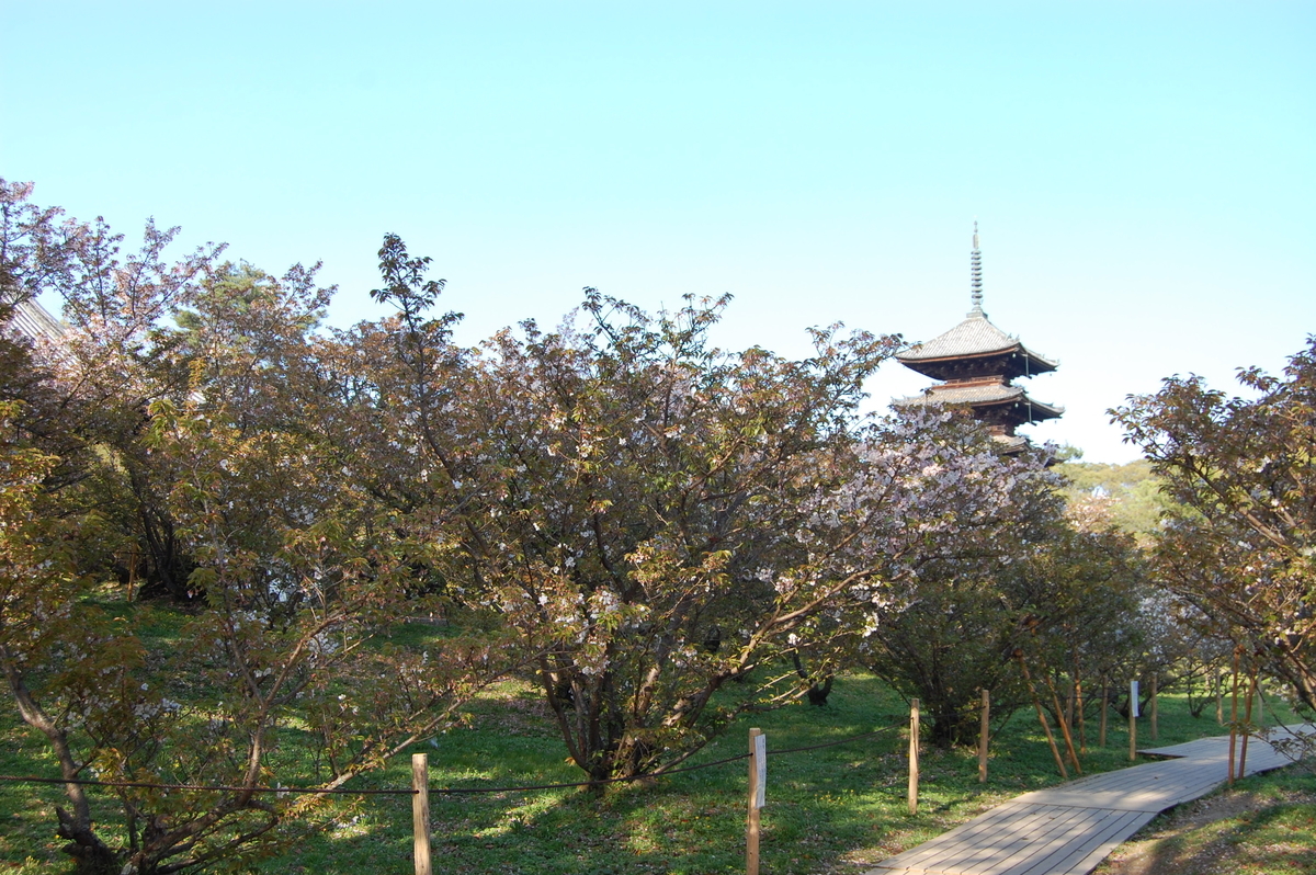 仁和寺の御室桜