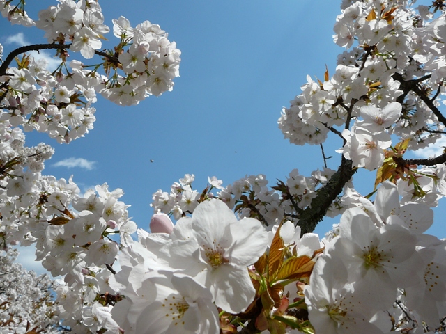 仁和寺の御室桜