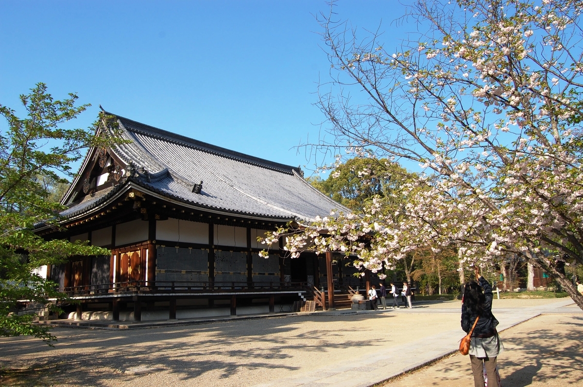 仁和寺の桜