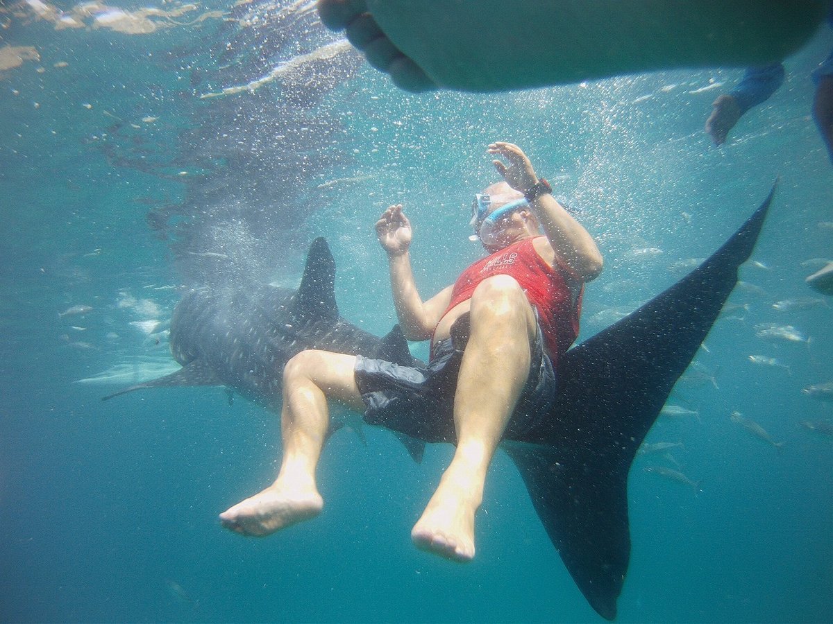 オスロブの海でジンベイザメと泳ぐ!