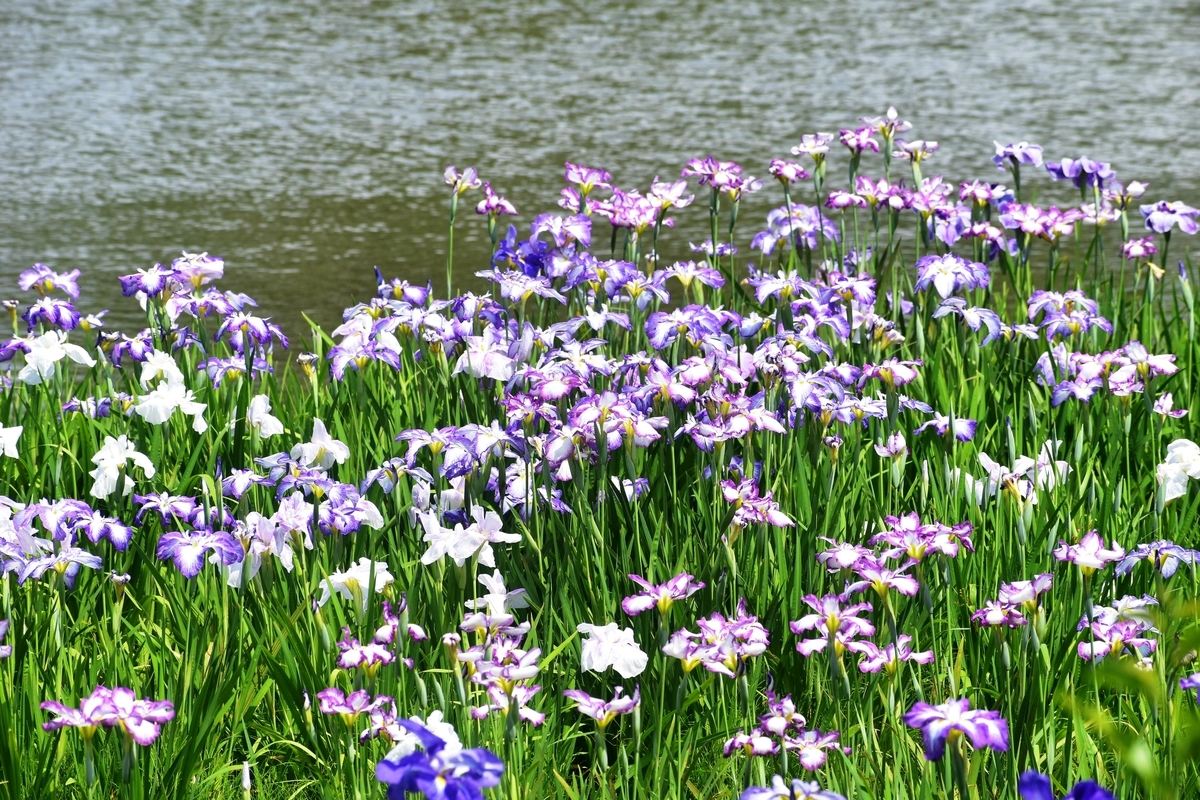 長岡天満宮　花菖蒲　見頃