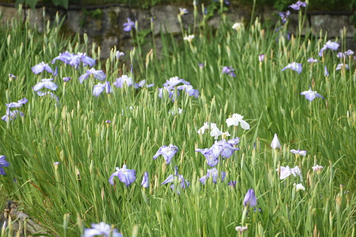 長岡天満宮　花菖蒲　見頃