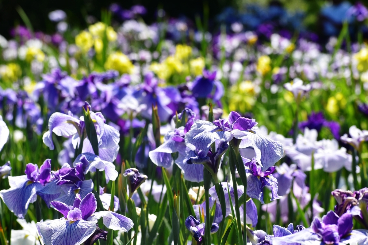京都府立植物園 花菖蒲 見頃 2019年6月13日 撮影:MKタクシー