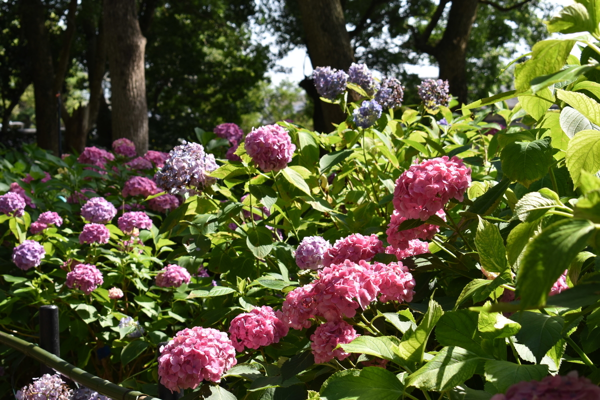 藤森神社　第一紫陽花苑　見頃　2018年6月22日　撮影：MKタクシー