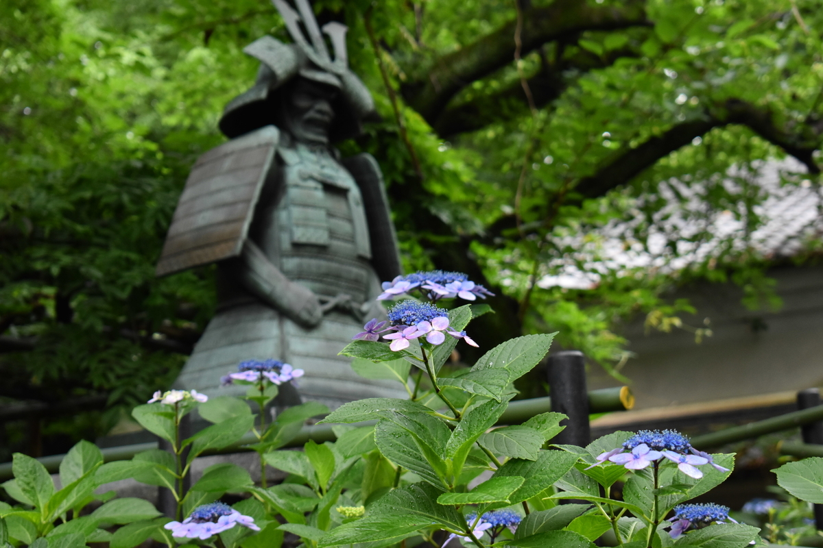 藤森神社　第二紫陽花苑　見頃　2018年6月21日　撮影：MKタクシー