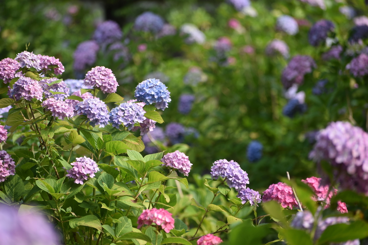 智積院 あじさい苑 見頃 2019年6月19日 撮影:MKタクシー