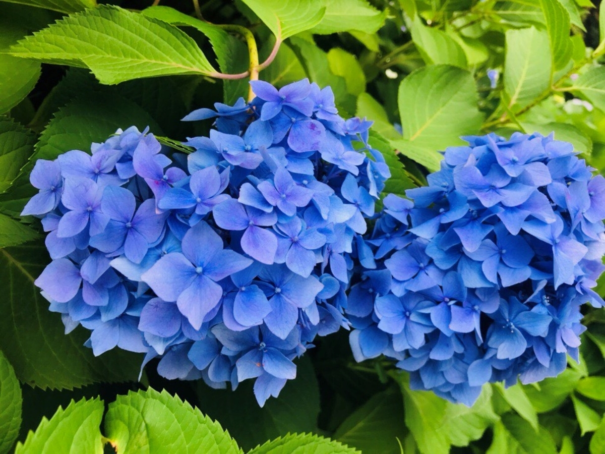 三室戸寺 あじさい苑 見頃 2018年6月13日 撮影:MKタクシー