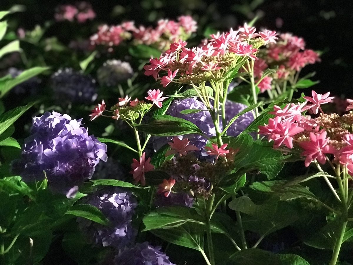 三室戸寺 あじさい苑 見頃 2018年6月9日 撮影:MKタクシー