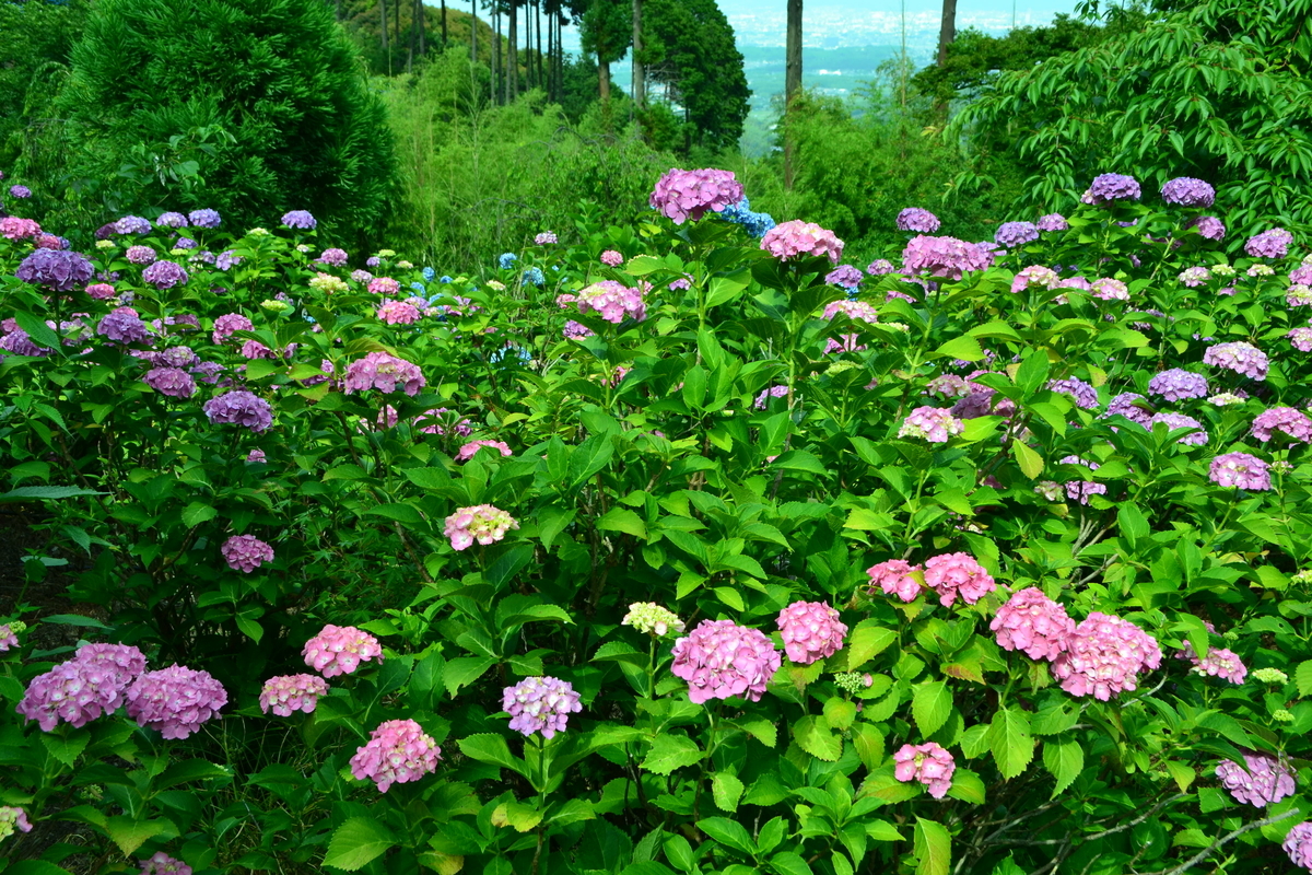 善峯寺　白山桜あじさい苑　見頃　2017年6月24日　撮影：MKタクシー