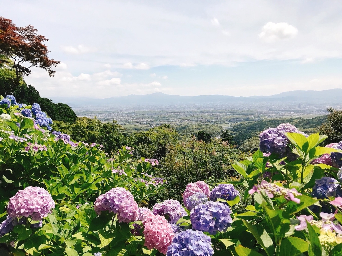善峯寺 白山桜あじさい苑 見頃 2018年6月17日 撮影:MKタクシー