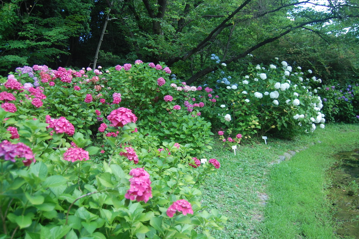 あじさい園　あじさい　見頃　2009年6月28日　撮影：MKタクシー