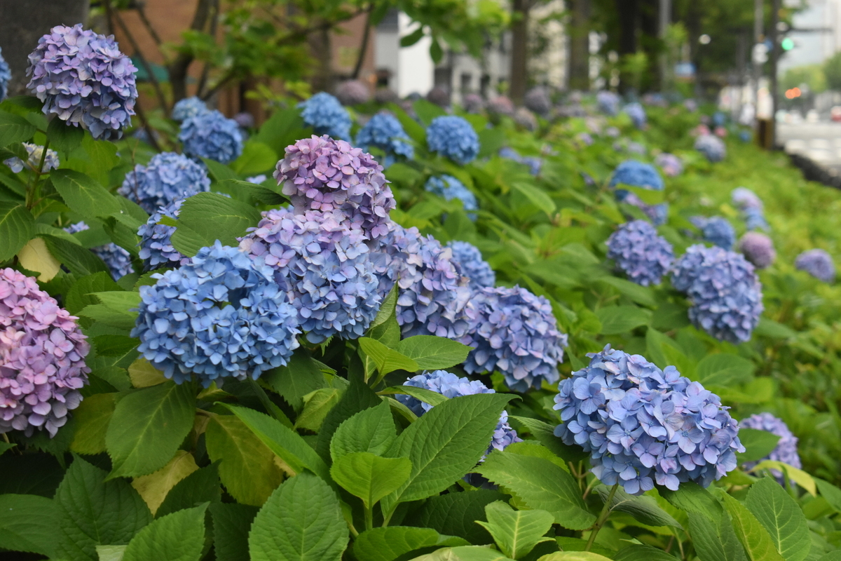 柳馬場御池　あじさい　見頃　2019年6月12日　撮影：MKタクシー