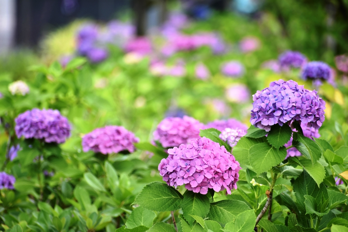 河原町御池 あじさい 見頃 2019年6月18日 撮影:MKタクシー