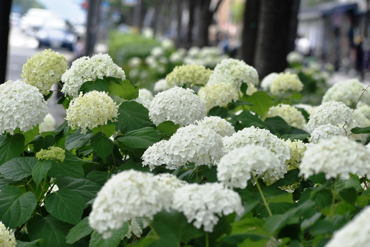 西洞院御池 アナベル 見頃 2019年6月19日 撮影:MKタクシー