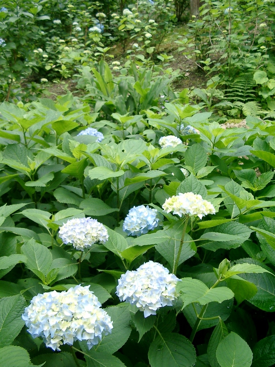 三千院　あじさい　三分咲き　2005年6月17日　撮影：MKタクシー