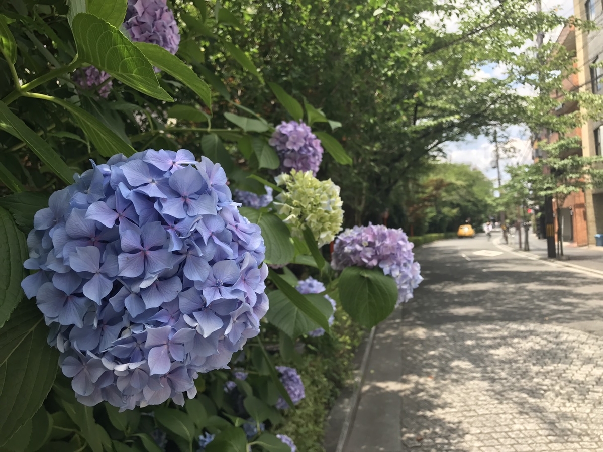 木屋町松原　あじさい　見頃　2018年6月24日　撮影：MKタクシー