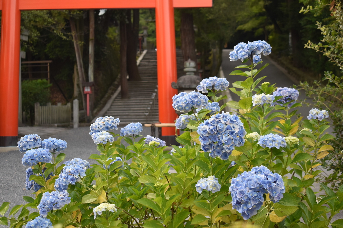 吉田神社　あじさい　見頃　2018年6月26日　撮影：MKタクシー