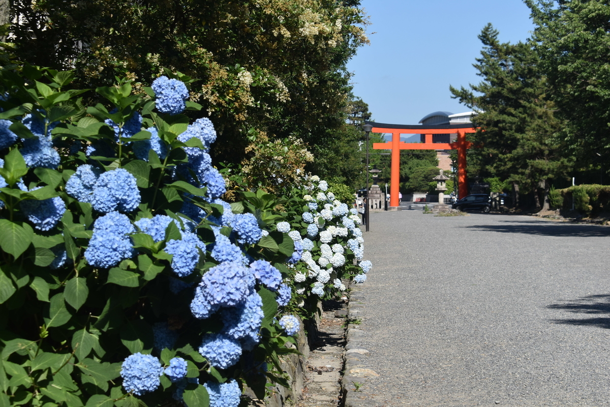 吉田神社　あじさい　見頃　2019年6月13日　撮影：MKタクシー