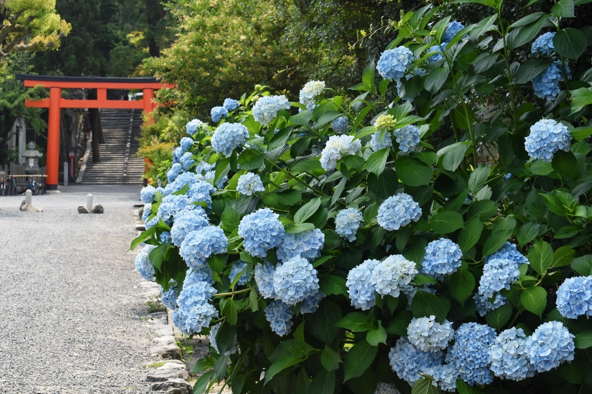 吉田神社　あじさい　見頃　2019年6月19日　撮影：MKタクシー