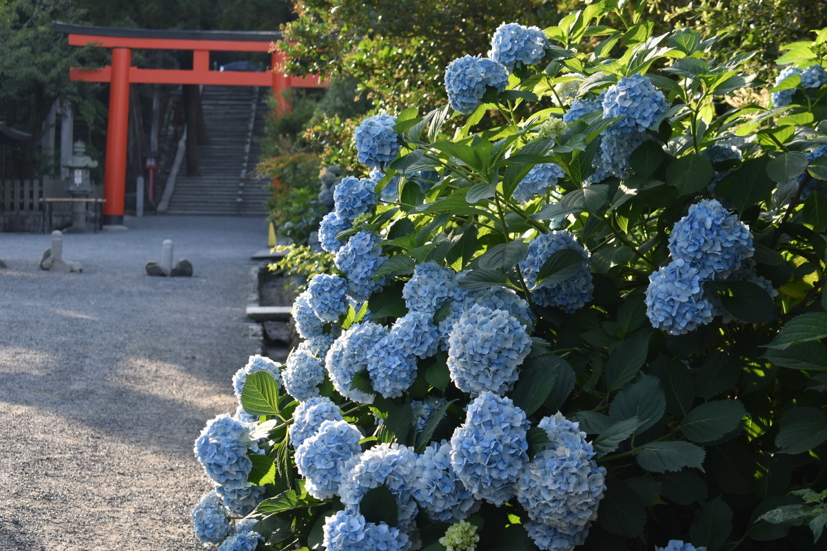吉田神社 あじさい 見頃 2019年6月26日 撮影:MKタクシー