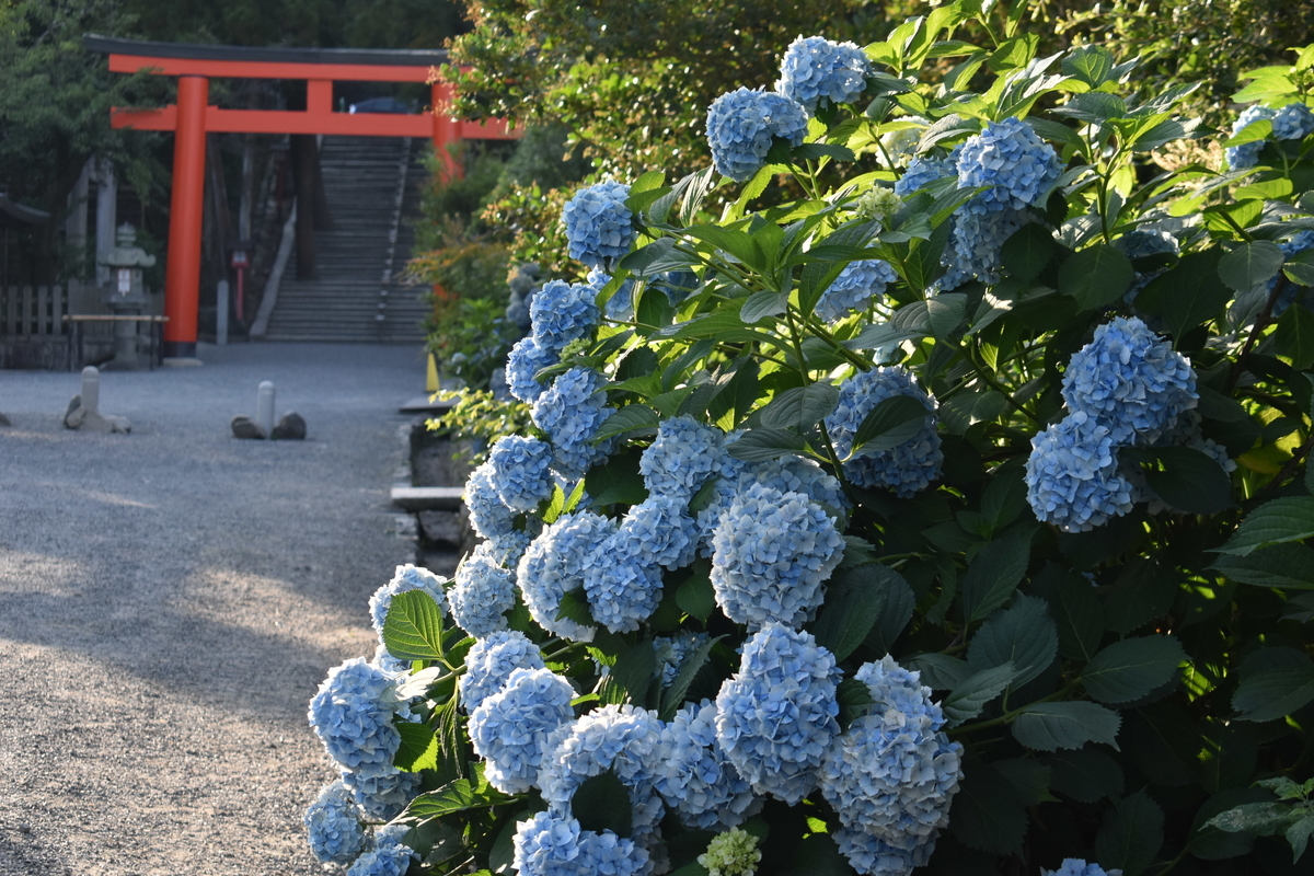 吉田神社　あじさい　見頃　2019年6月26日　撮影：MKタクシー