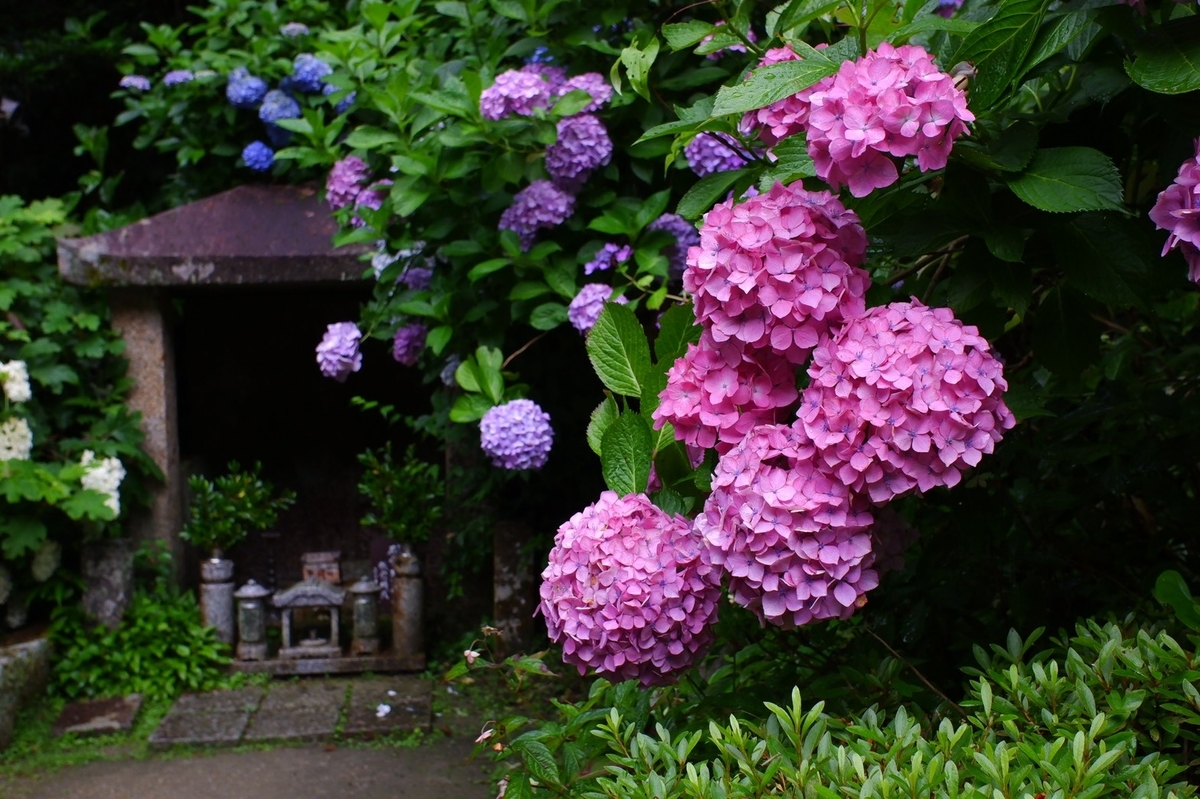 岩船寺　あじさい　見頃　2019年6月30日　撮影：MKタクシー