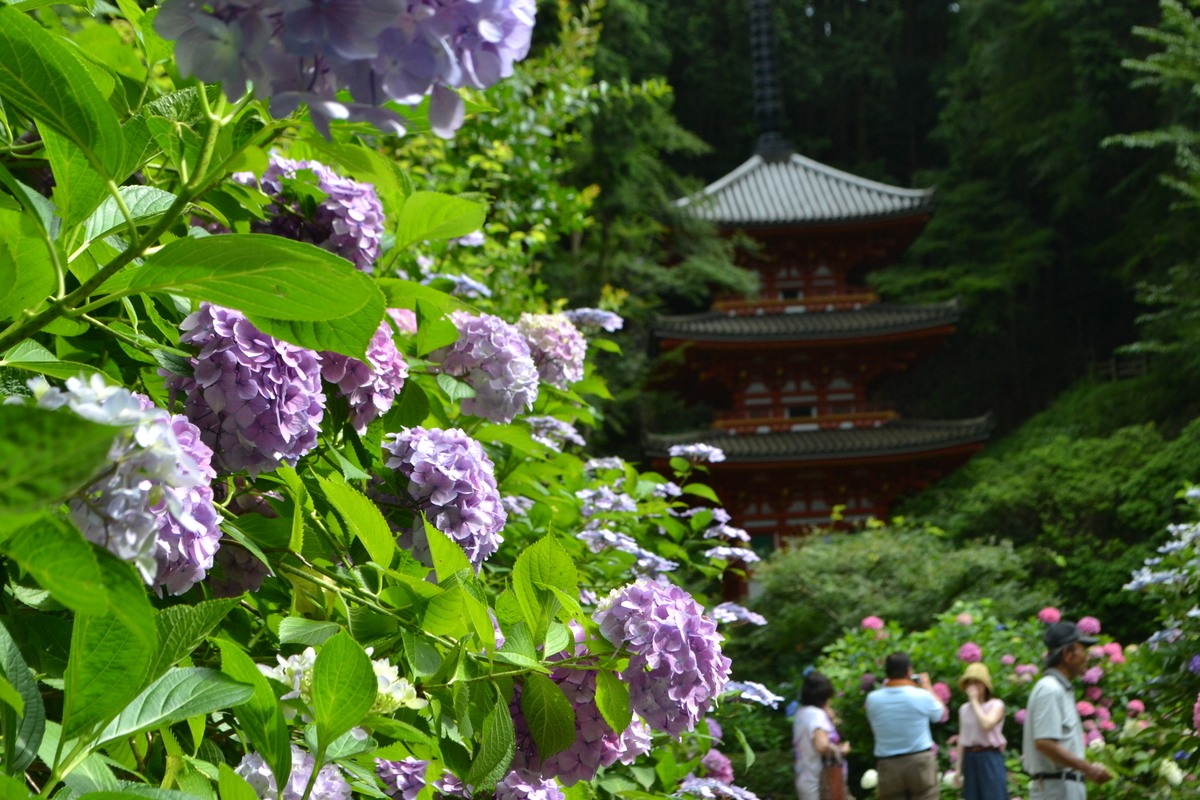 岩船寺　あじさい　見頃　2017年7月2日　撮影：MKタクシー