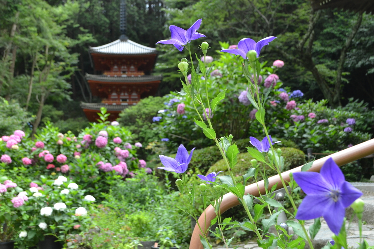 岩船寺　あじさい　見頃　2017年7月2日　撮影：MKタクシー