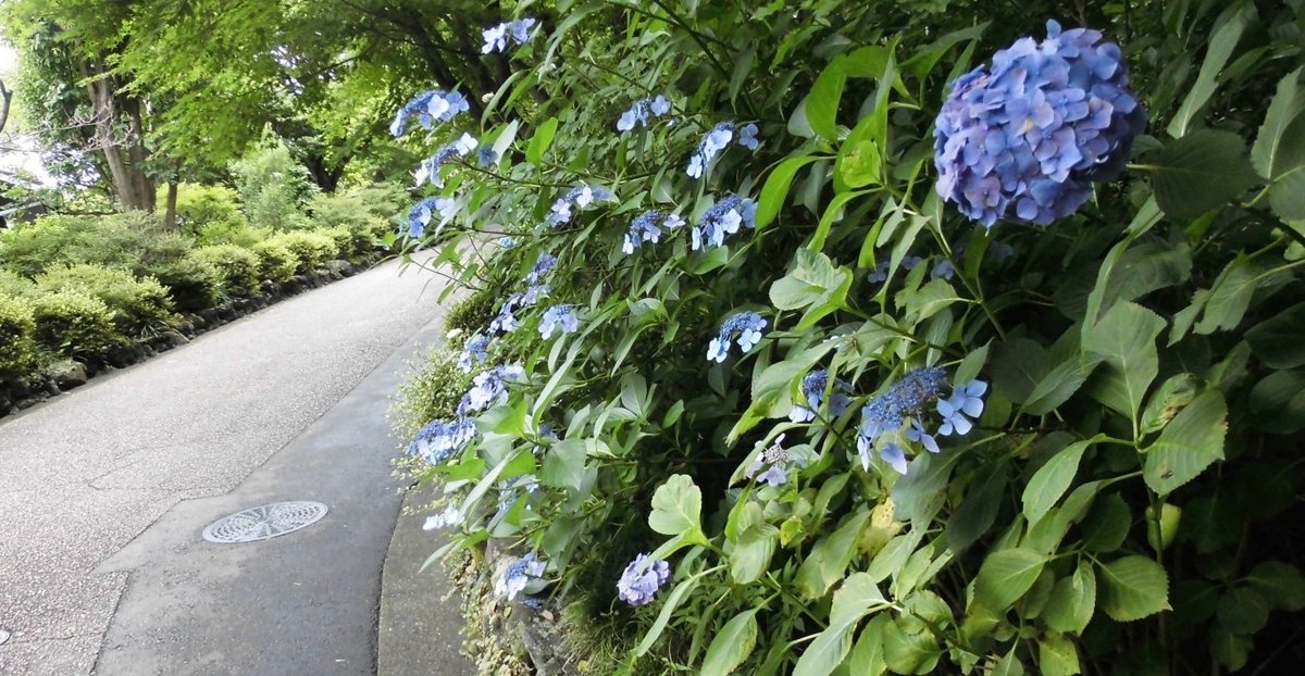 大山崎山荘美術館　あじさい　見頃　2016年6月25日　撮影：MKタクシー