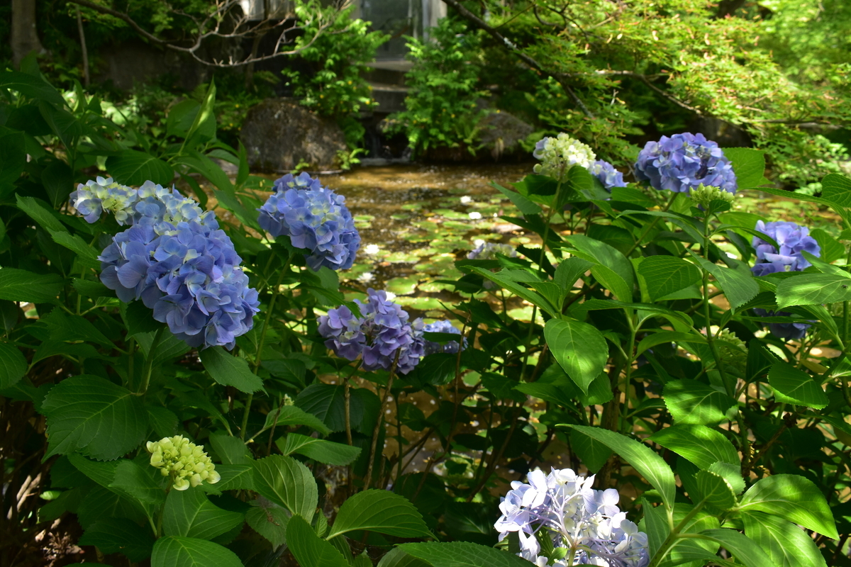 大山崎山荘美術館　あじさい　三分咲き　2019年6月9日　撮影：MKタクシー