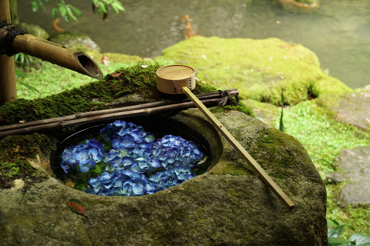 柳谷観音楊谷寺 花手水 2019年6月11日 撮影:MKタクシー