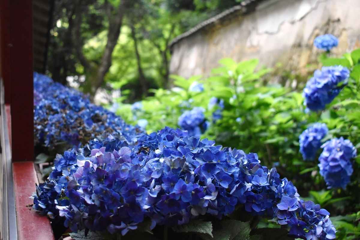 柳谷観音楊谷寺 あじさい回廊 見頃過ぎ 2018年7月1日 撮影:MKタクシー