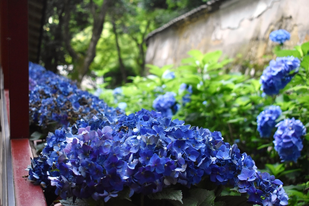 柳谷観音楊谷寺　あじさい回廊　見頃過ぎ　2018年7月1日　撮影：MKタクシー