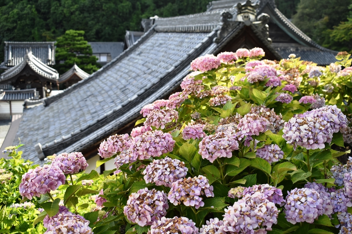 柳谷観音楊谷寺　あじさい回廊　見頃過ぎ　2018年7月1日　撮影：MKタクシー