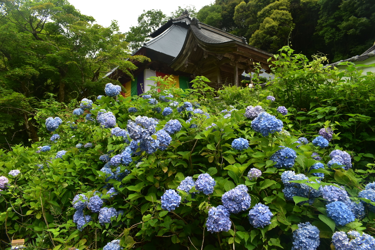 東光院　あじさい　見頃　2019年6月23日　撮影：MKタクシー