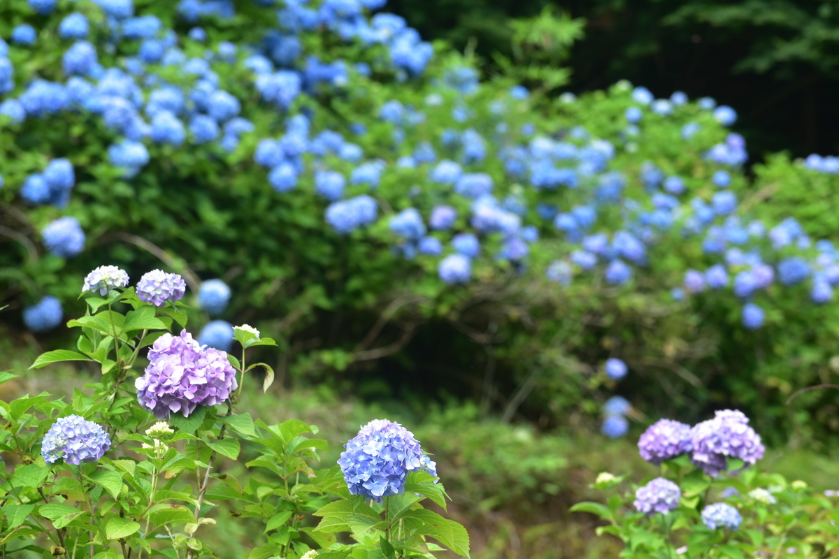 東光院　あじさい　見頃　2019年6月23日　撮影：MKタクシー