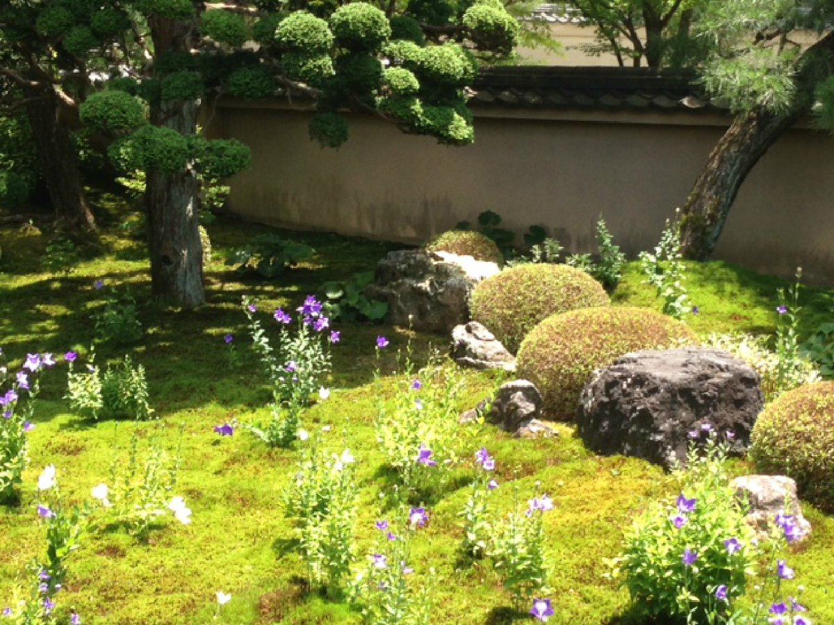 天得院 桔梗 見頃 2016年7月3日 撮影:MKタクシー