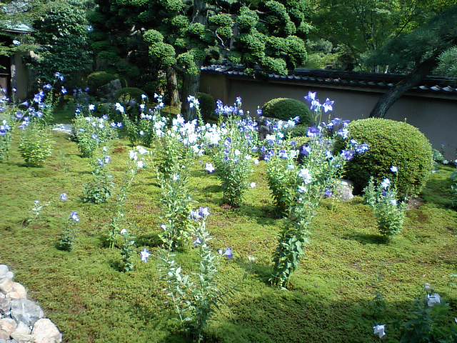 天得院 桔梗 見頃 2008年7月15日 撮影:MKタクシー