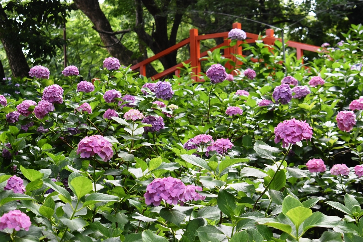 藤森神社 第二紫陽花苑 見頃 2020年6月22日 撮影:MKタクシー