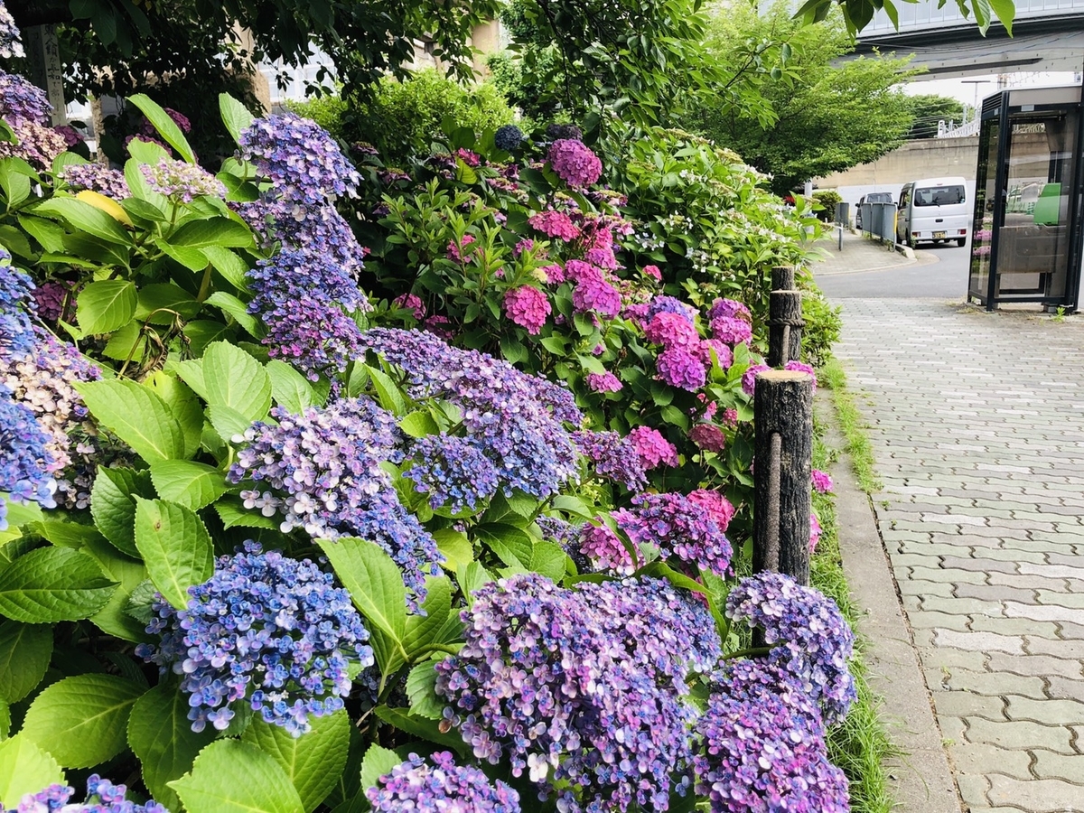 六孫王神社 あじさい 見頃 2020年6月22日 撮影:MKタクシー