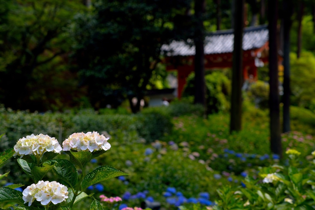 三室戸寺 あじさい苑 五分咲き 2020年6月12日 撮影:MKタクシー