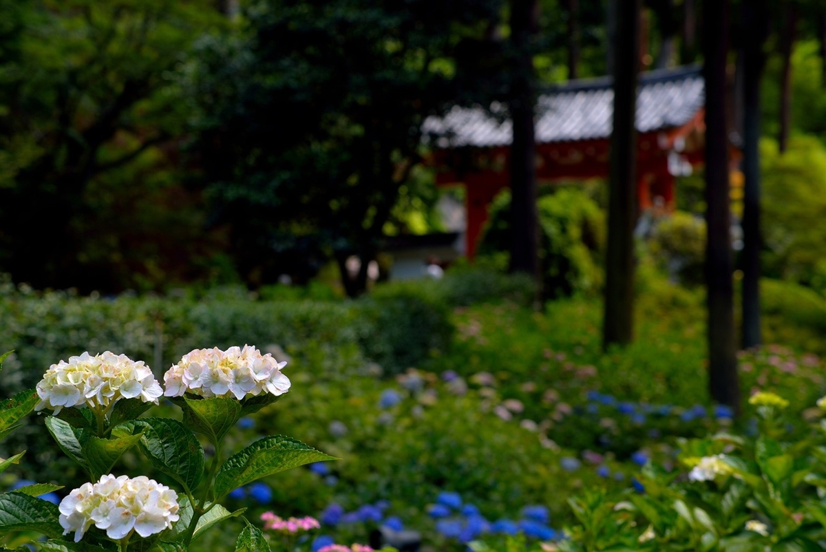 三室戸寺　あじさい苑　五分咲き　2020年6月12日　撮影：MKタクシー