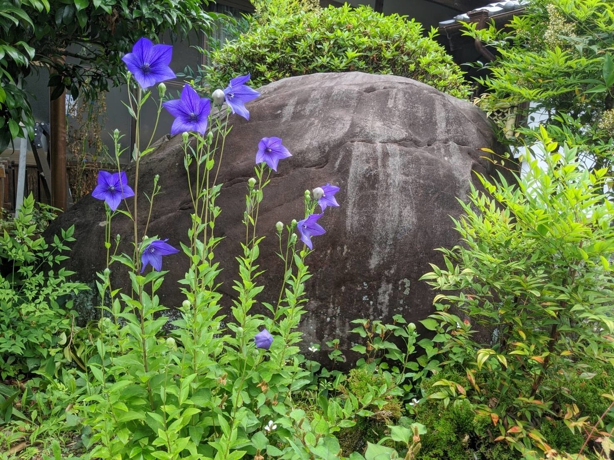 谷性寺 桔梗 五分咲き 2020年6月26日 撮影:MKタクシー