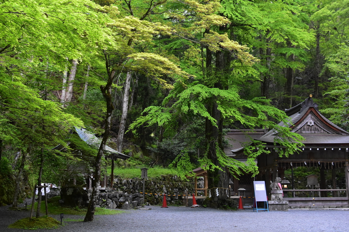 貴船神社の新緑　2019年5月12日　撮影：MKタクシー