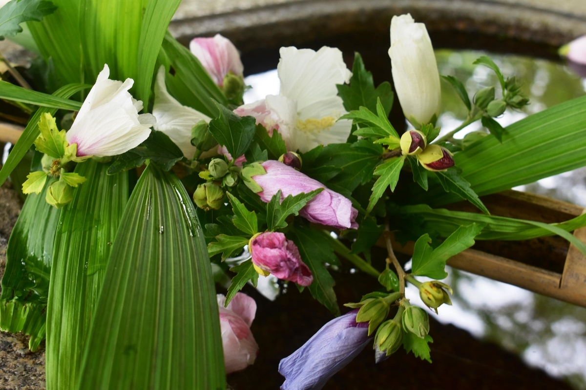 真如堂 花手水 2019年7月21日 撮影:MKタクシー