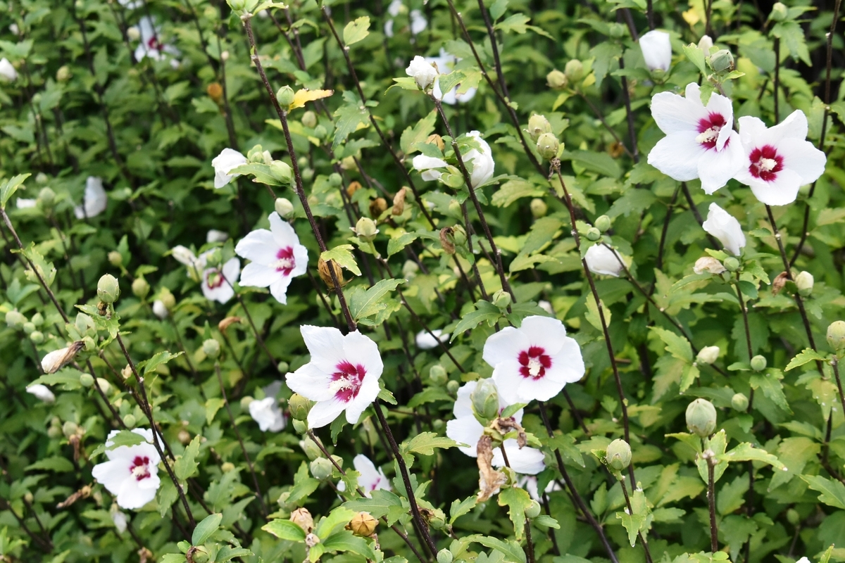 宇治市植物公園 ムクゲ 散り始め 2019年9月15日 撮影:MKタクシー