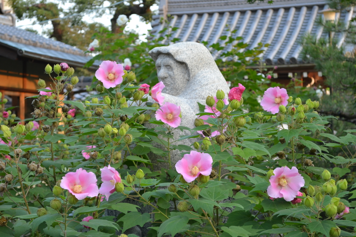 法輪寺　芙蓉　見頃　2017年10月10日　撮影：MKタクシー