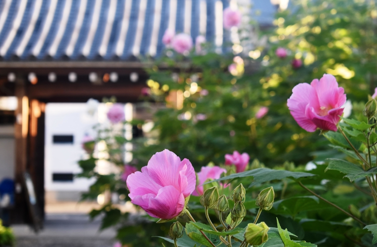 法輪寺　芙蓉　見頃　2018年9月28日　撮影：MKタクシー