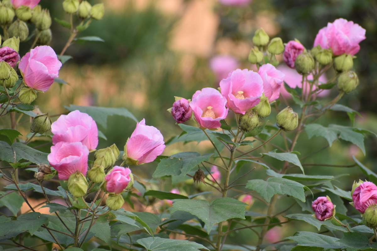 妙蓮寺　芙蓉　身頃　2018年10月13日　撮影：MKタクシー