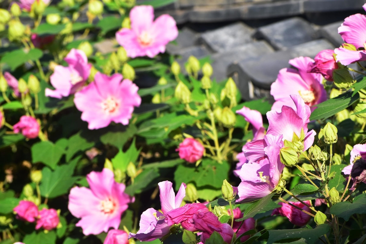 東福寺　芙蓉　見頃　2019年10月1日　撮影：MKタクシー